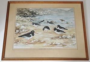 Oystercatchers and Curlew (Original Watercolour Painting)