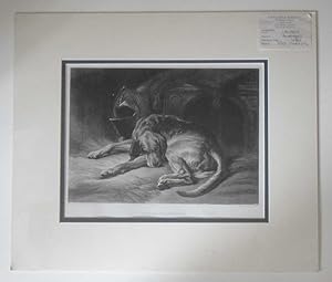 Sleeping Bloodhound (Original Steel Engraving)