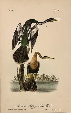 American Anhinga Snake Bird [Plate 420]