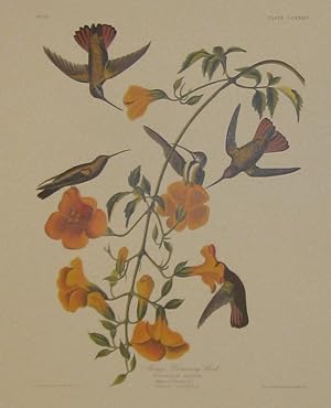 Mango Humming Bird. Tricholus Mango. Males, 1.2.3. Females, 4.5. Bignonia grandiflora [Havell 184]