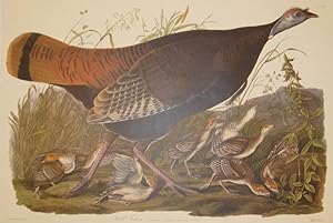 Wild Turkey, Meleagris Gallopavo. Linn Female and Young [Havell 6]