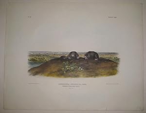 Condylura Cristata (Common Star-Nose Mole) [Plate 69]