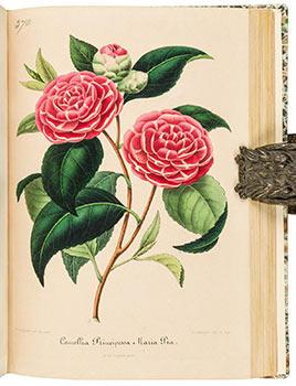 Image du vendeur pour Nouvelle Iconographie des Camellias Contenant les Figures et la Description des plus Rares, des plus Nouvelles et des plus Belles Varits de ce Genre. 2 Vols. Tome IV & Tome V. First editions. mis en vente par Wittenborn Art Books