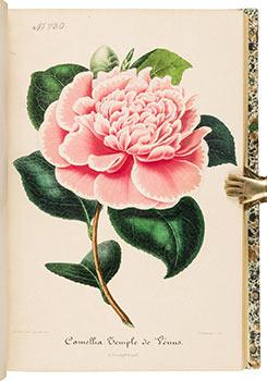 Image du vendeur pour Nouvelle Iconographie des Camellias Contenant les Figures et la Description des plus Rares, des plus Nouvelles et des plus Belles Varits de ce Genre. 2 Vols. Tome VI & Tome VII. First editions. mis en vente par Wittenborn Art Books