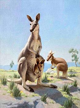 A Kangaroo Family.