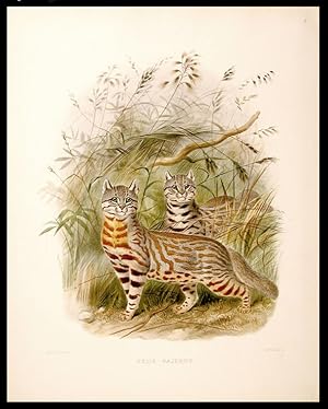 Felis Pajeros [Pampas Cat]