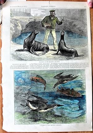 Antique Steel Engraving. Sea Lions at the Brighton Aquarium and Guillemots at the Brighton Aquarium