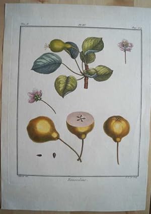 Rousseline. Original Kupferstich. Plate XV aus "Traite des Arbres Fruitiers"