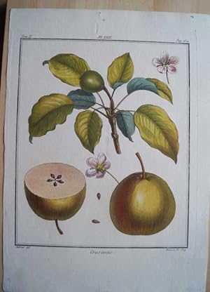 Crasanne. Original Kupferstich. Plate XXII, aus "Traite des Arbres Fruitiers"