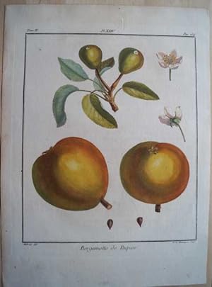 Bergamotte de Paques. Original Kupferstich. Plate XXIV, aus "Traite des Arbres Fruitiers"