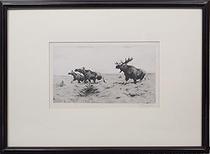 Fleeing Moose