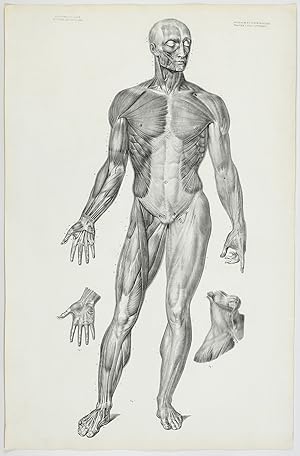 Bild des Verkufers fr Anatomie lmentaire. [Two fine anatomical plates] zum Verkauf von Antiquariaat Schierenberg