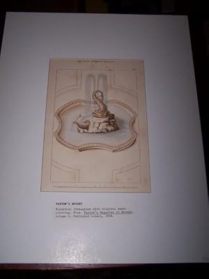 Image du vendeur pour Dolphin Sculpture Garden Fountain [ Botanical Lithograph with original hand-coloring ] mis en vente par Antiquarian Bookshop