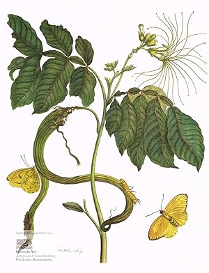 Imagen del vendedor de Wycke-Bockies. Bl�tter, Schote, Bl�te, Raupe und zwei gelbe Schmetterlinge Phoebis argante. Reprint eines kolorierten Kupferstichs von Joseph Mulder nach Maria Sibylla Merian aus "Metamorphosis Insectorum Surinamensium" um 1960 a la venta por historicArt Antiquariat & Kunsthandlung