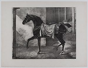 Cheval noir attaché dans une écurie. Schwarzes Pferd nach links in einem Stall.