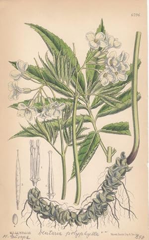 Curtis - Dentaria polyphylla. Kolorierte Lithographie Nr. 6796 aus Botanical Magazine.