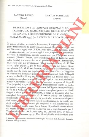 Descrizione di Eriopsia gracilis n.sp. (Amphipoda, Gammaridae) delle coste di Malta e ridescrizio...