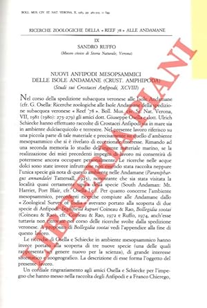 Imagen del vendedor de Nuovi anfipodi mesopsammici delle Isole Andamane (Crustacea, Amphipoda) . a la venta por Libreria Piani