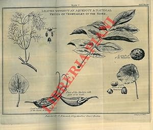 Studies of Nature. Translated by Henry Hunter. First American edition in three volumes.