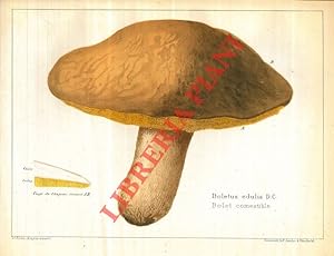 Les champignons comestibles du Canton de Neuchatel et les espèces vénéneuses avec lesquelles ils ...