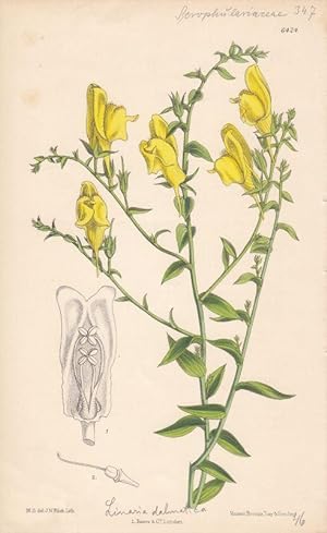 Curtis - Linaria genistifolia = Linaria dalmatica. Kolorierte Lithographie Nr. 6424 aus Botanical...