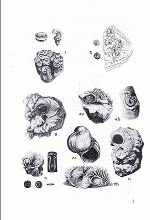 Il genere Dendropoma (Gastropoda: Vermetidae) nel Mediterraneo. In 8vo, pp. 5 with 7 figs. Disbou...