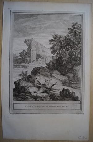 Imagen del vendedor de L Oiseau bless d une Fleche. Fable XXVIII. Original Kupferstich von Jean-Baptiste Oudry zu den Fabeln von La Fontaine. Paris 1755. a la venta por Treptower Buecherkabinett Inh. Schultz Volha