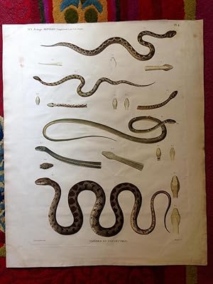 Description De l'Egypte, Histoire Naturelle. Zoologie, Reptiles. Pl 4. Vipères et Couleuvres.