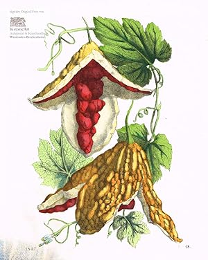 Momordica balsamina. Balsamapfel oder Wunderapfel. Altkolorierte Lithographie von 1857