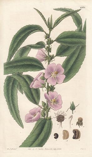 Curtis - Malva angustifolia. Kol. Kupferstich Nr. 2839 aus Botanical Magazine.