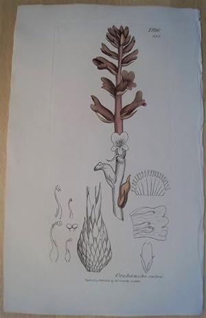 Botanik. Orobanche rubra. Altkolorierter Kupferstich aus English Botany.