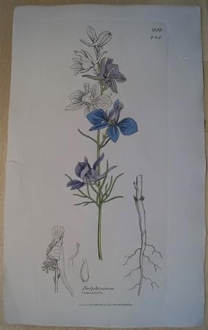 Botanik. Delphinium consolida. Altkolorierter Kupferstich aus English Botany.