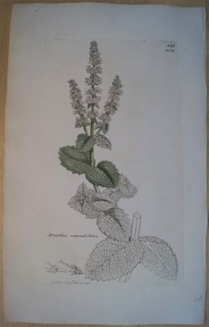 Botanik. Mentha rotundifolia. Altkolorierter Kupferstich aus English Botany.