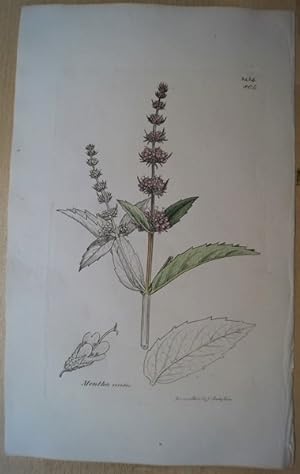 Botanik. Mentha viridis. Altkolorierter Kupferstich aus English Botany.