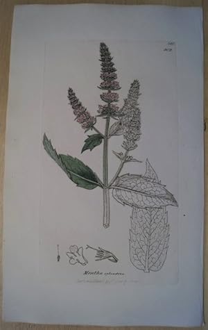 Botanik. Mentha sylvestris. Altkolorierter Kupferstich aus English Botany.
