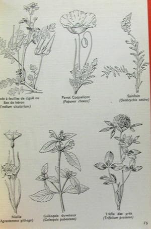 Guides du naturalistes III quelle est donc cette fleur