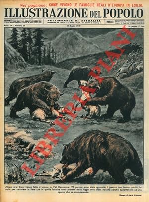 Alcuni orsi bruni hanno fatto irruzione in Val Camonica: 27 pecore sono state sgozzate.