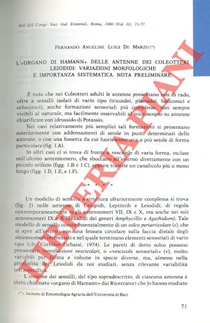 Seller image for L' ?organo di Hamann? delle antenne dei Coleotteri Leiodidi: variazioni morfologiche e importanza sistematica. Nota preliminare. for sale by Libreria Piani