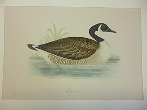 Bild des Verkufers fr Orig. kolorierter Holzstich - Schwne/Gnse - Canada Goose. zum Verkauf von Allguer Online Antiquariat