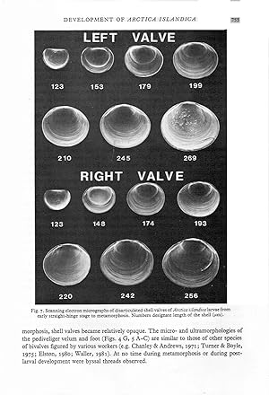 Imagen del vendedor de Larval and early post-larval development of Arctica islandica. In 8, offp., pp. 25 + 12 figs. Offprint from Journ. Mar. Biol. Ass. UK, 62 a la venta por NATURAMA