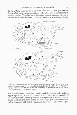 Systematics and biology of the leopard-spotted goby, Gobius ephippiatus (Teleostei: Gobiidae), wi...