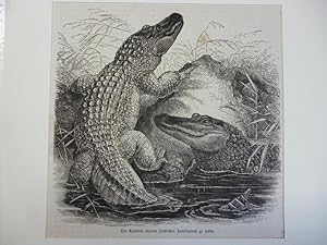 Seller image for Orig. Holzstich - Reptilien - Die Krokodile schienen friedlichen Familienrat zu halten. for sale by Allguer Online Antiquariat
