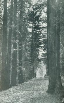 Seller image for Sierra Club Bulletin, Vol. VI, No. 5. June 1908. for sale by Wittenborn Art Books