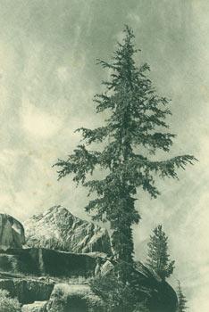 Seller image for Sierra Club Bulletin, Vol. XVII, No. 1. February 1932. for sale by Wittenborn Art Books