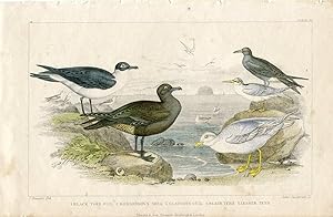 Pájaros. Black Toed Gull 2-Richardson' Skua .por John Sanderson