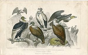 Pájaros. King of the vultures, sociable vulture 1850 .