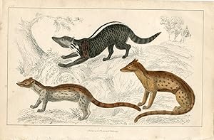 Animales. Zibet, Fossane and Malacca Genet por A. Fullarton 1860