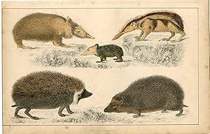 Animales. Editado por A. Fullarton, 1860