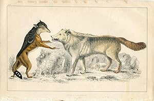 Animales. Hiena salvaje. Editado por A. Fullarton 1860