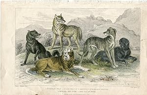 Aimales. European wolf, black wolf of N. America, St. Bernard' s mastff .1868